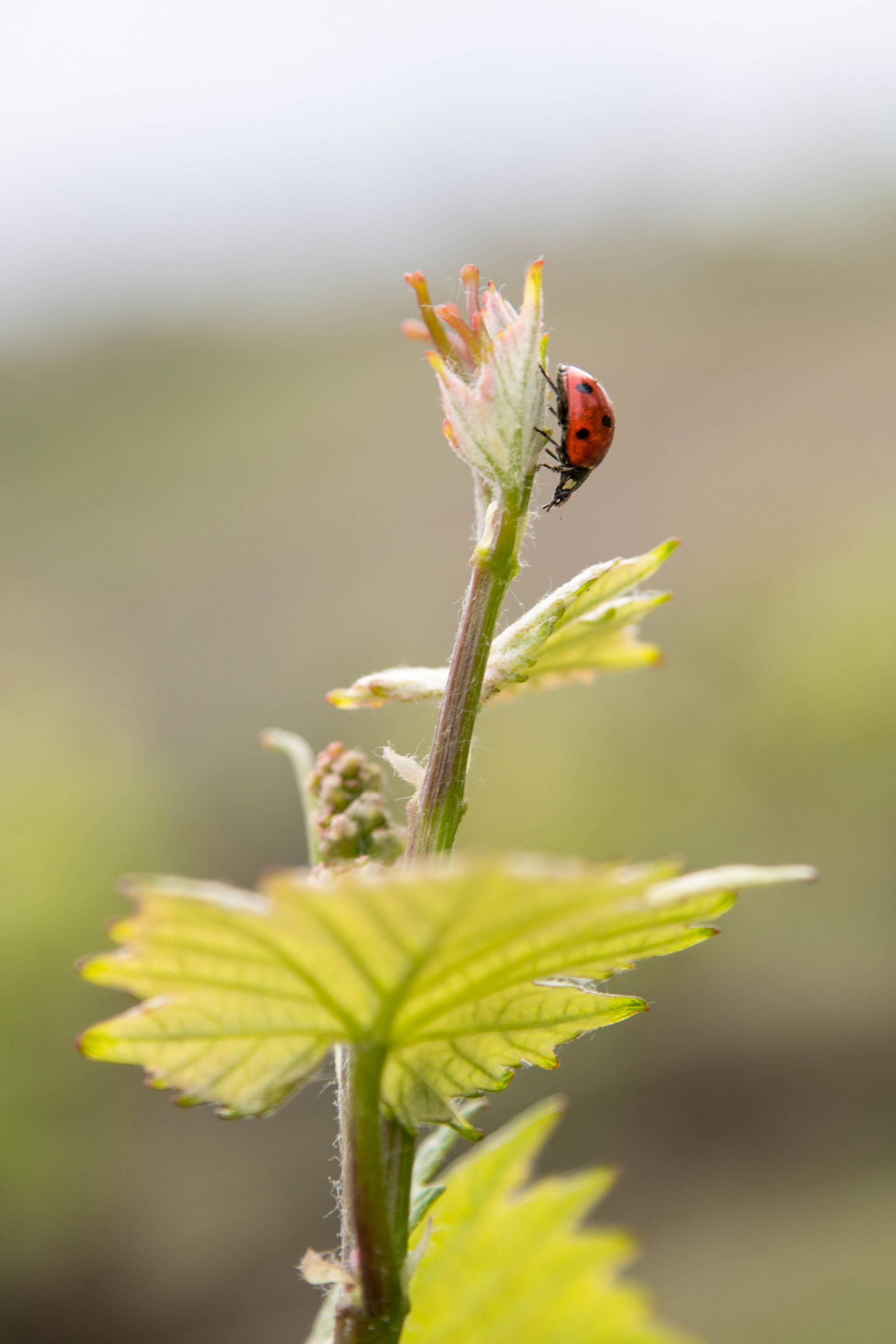 Savoir-faire Valoriser le terroir