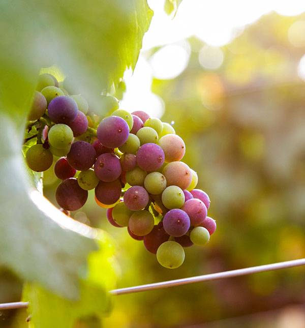 Savoir-faire Valoriser le terroir